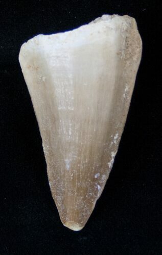 Fossil Mosasaurus Tooth #17032